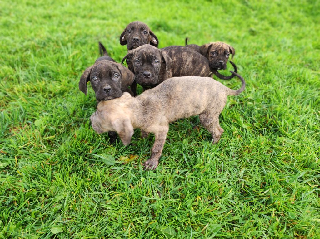 Del Italiano Cordovado - Cane Corso - Portée née le 01/09/2021