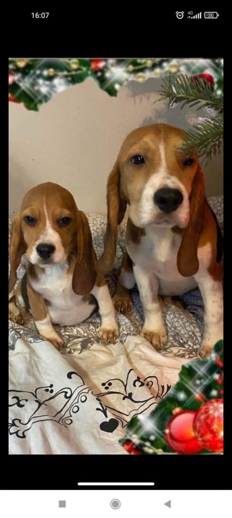 Del Italiano Cordovado - Beagle - Portée née le 22/08/2021
