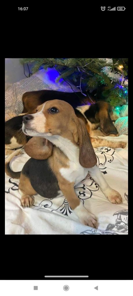 Del Italiano Cordovado - Beagle - Portée née le 22/07/2021